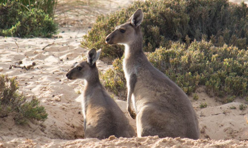 Morning Cruise on Murchison River Kalbarri