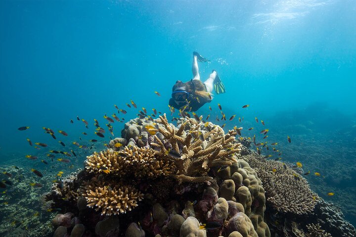 Full-Day Cruise Tour to Frankland Islands Great Barrier Reef