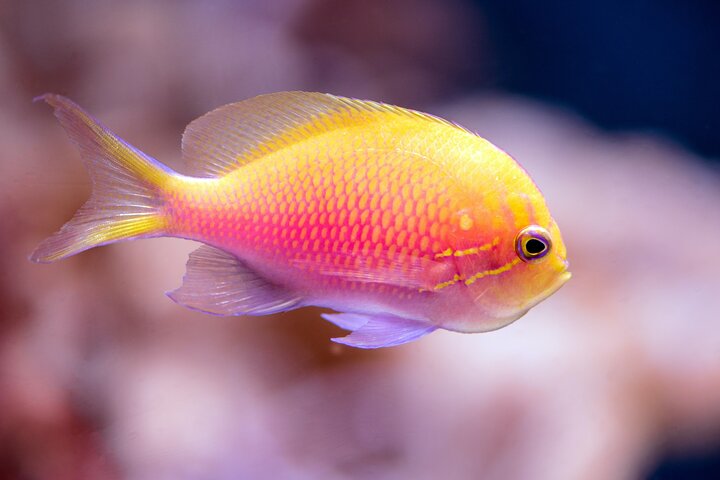 Cairns Aquarium by Sunrise