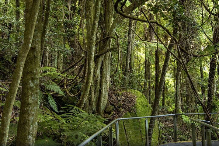 PRIVATE Blue Mountains & Scenic World tour in a Luxury Car