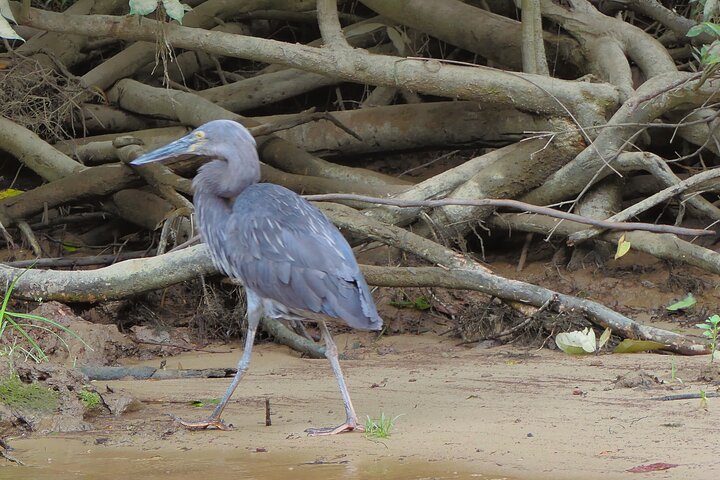 Daintree River Cruise