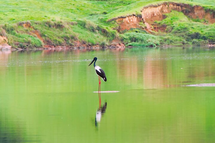 Daintree River Cruise