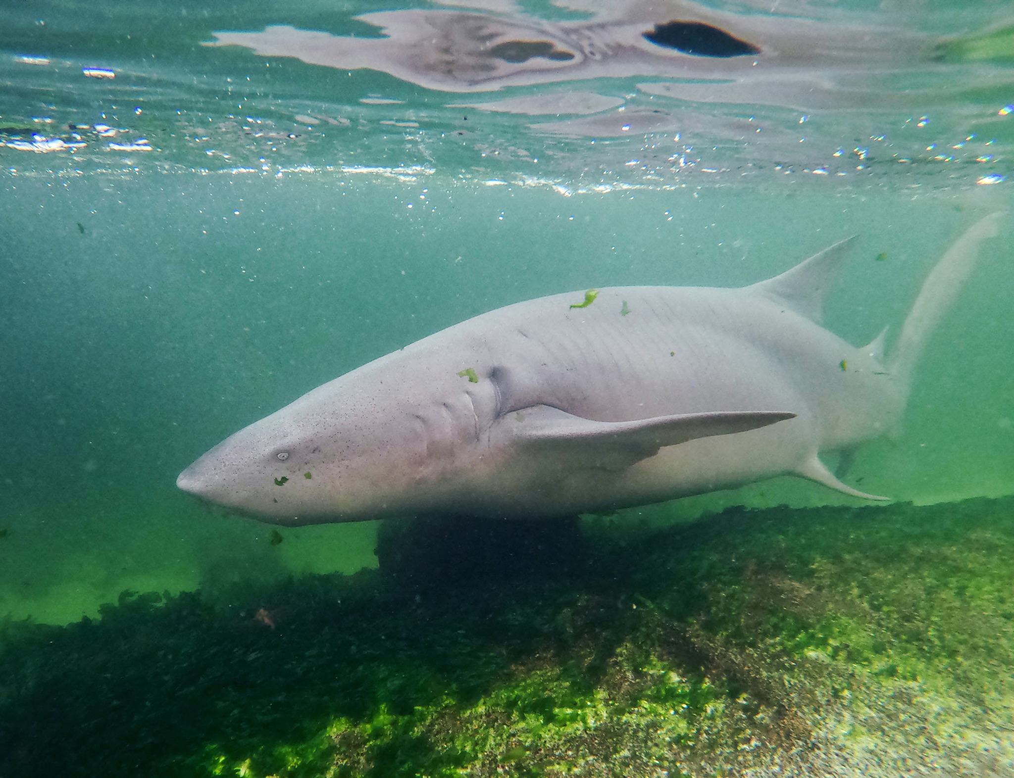 IRUKANDJI ENTRY PASS ~ Includes shark food & shallows