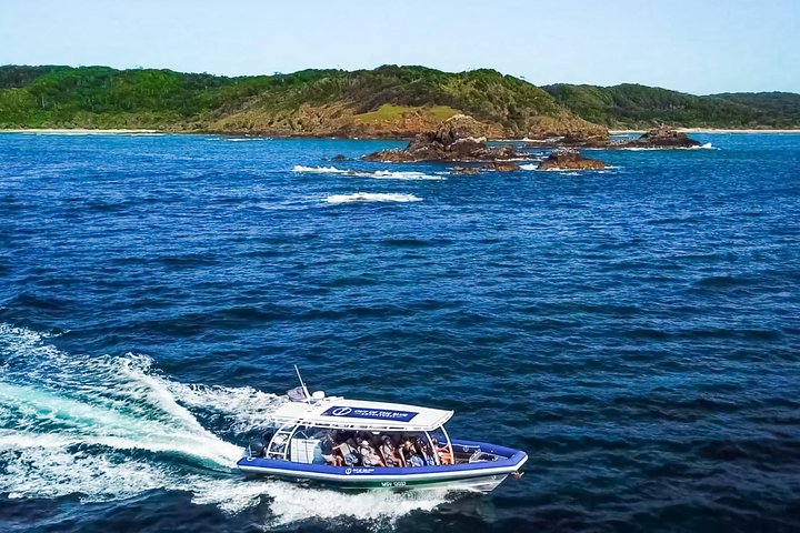 Byron Bay Dolphin Tour - Ocean Safari