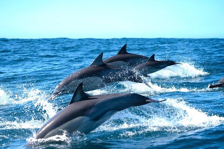 Byron Bay Dolphin Tour - Ocean Safari