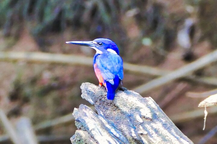 Daintree River Cruise