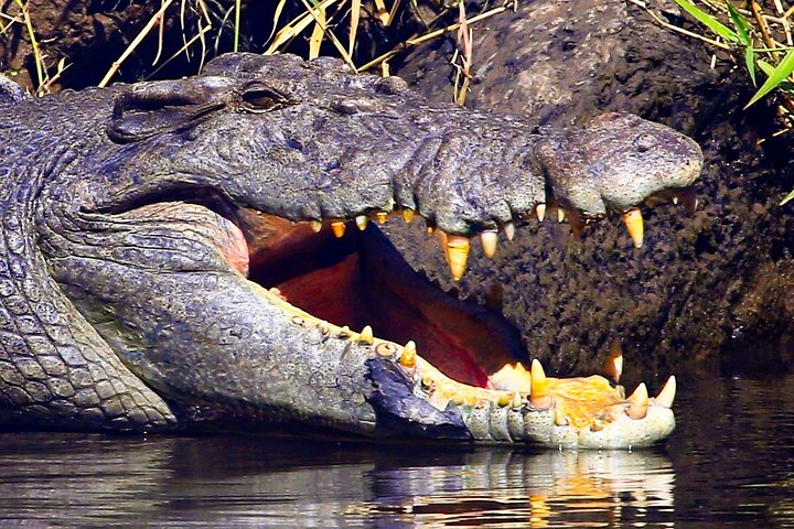 Daintree River Cruise