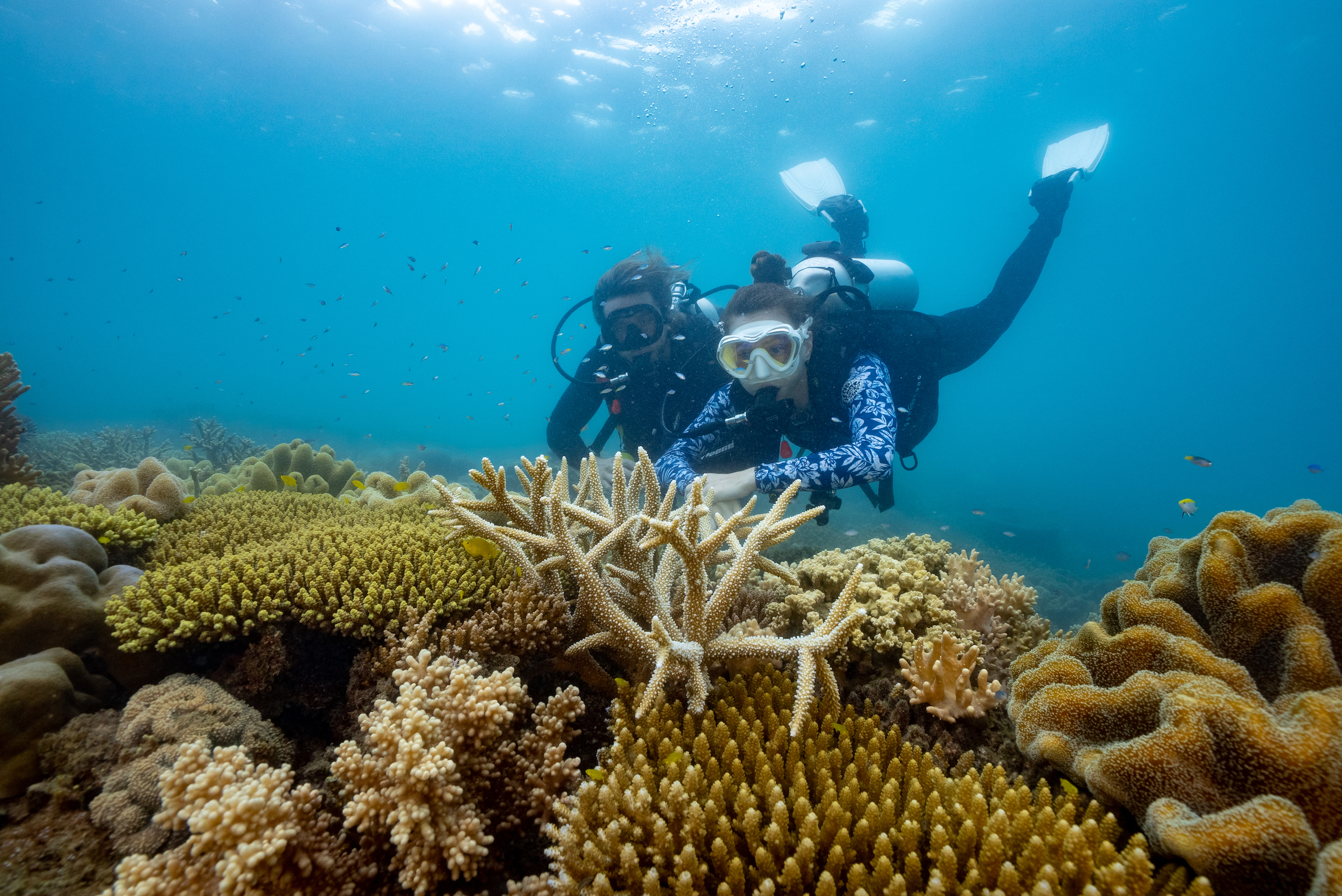 Cairns to Fitzroy Island Transfers