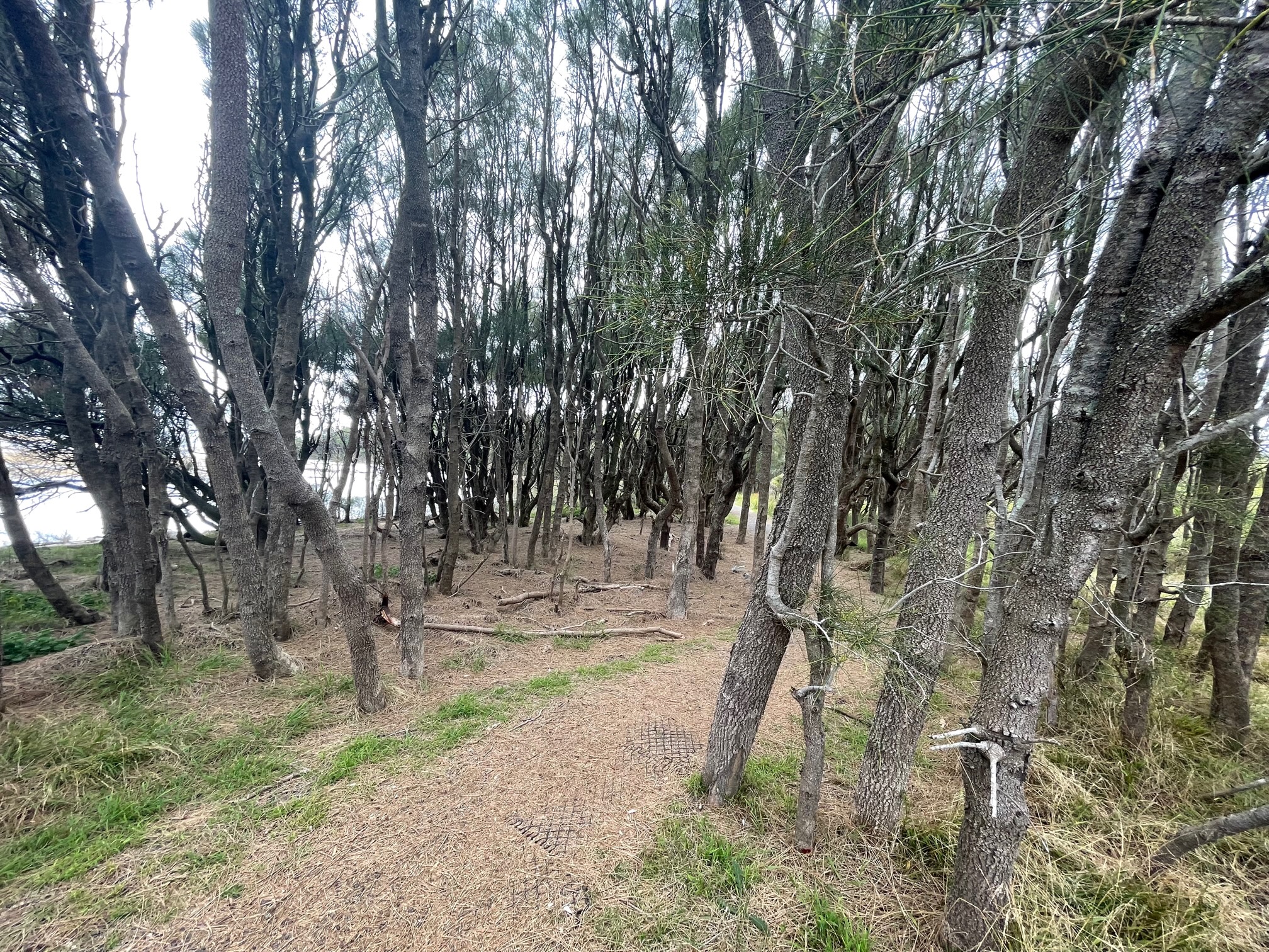 WALKING ON COUNTRY WITH WARREN FOSTER OF YANNAGA YOOWAGA TOURS AT WALLAGA LAKE