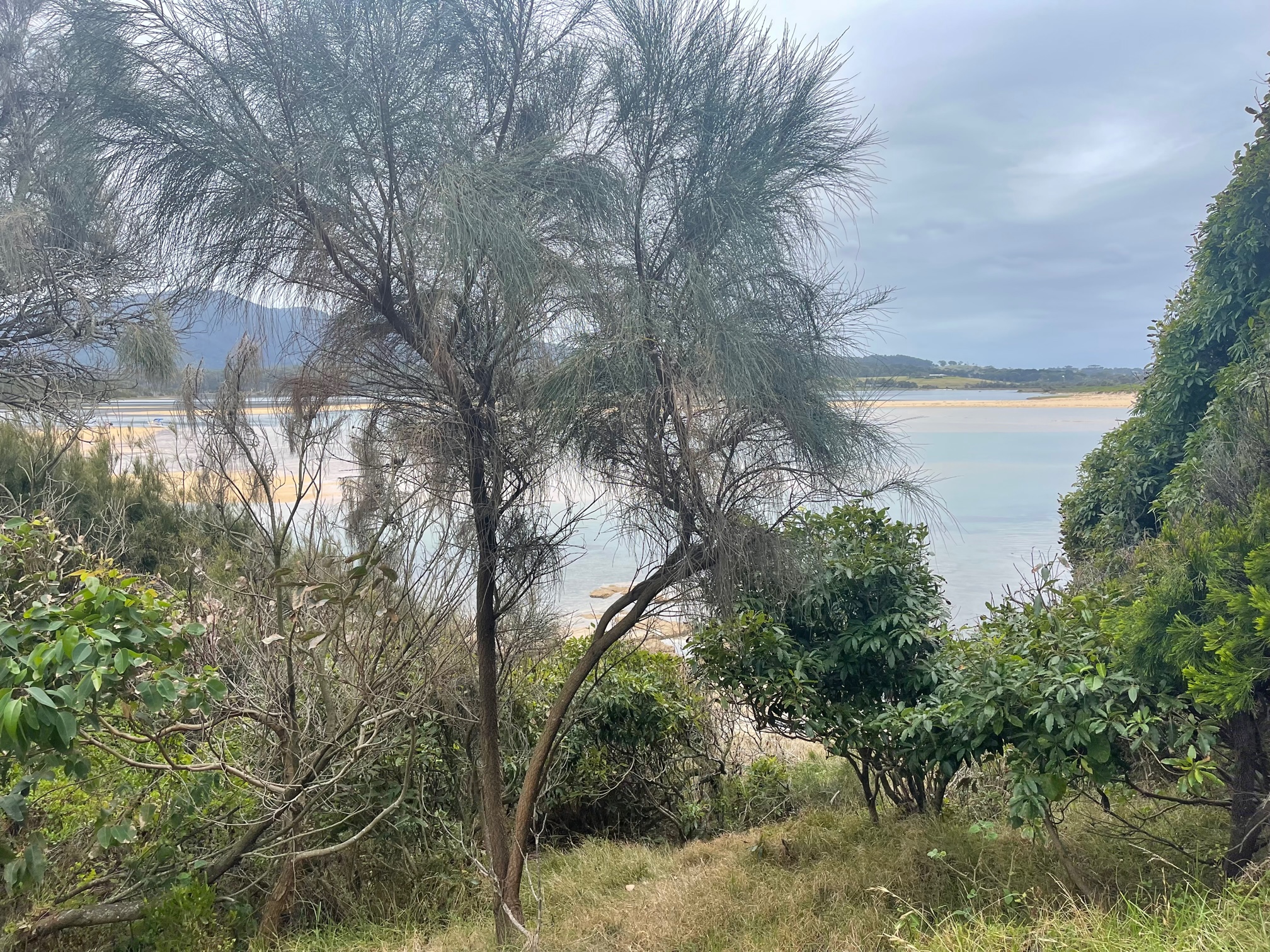 WALKING ON COUNTRY WITH WARREN FOSTER OF YANNAGA YOOWAGA TOURS AT WALLAGA LAKE