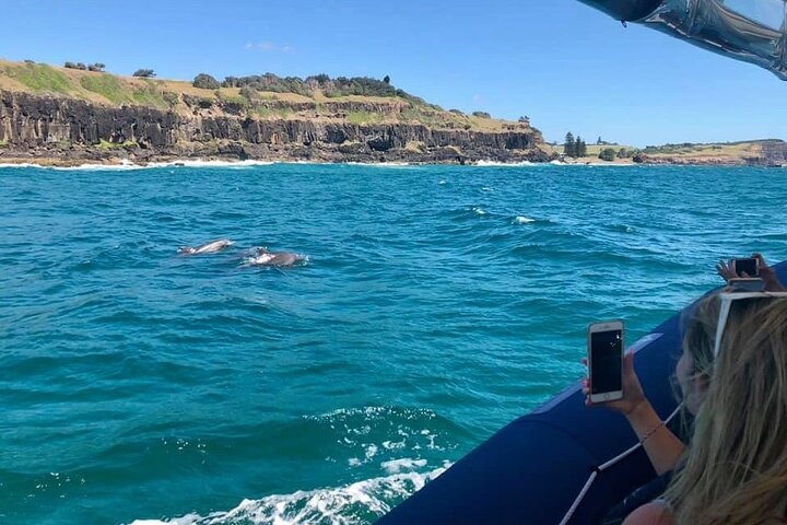 Byron Bay Dolphin Tour - Ocean Safari