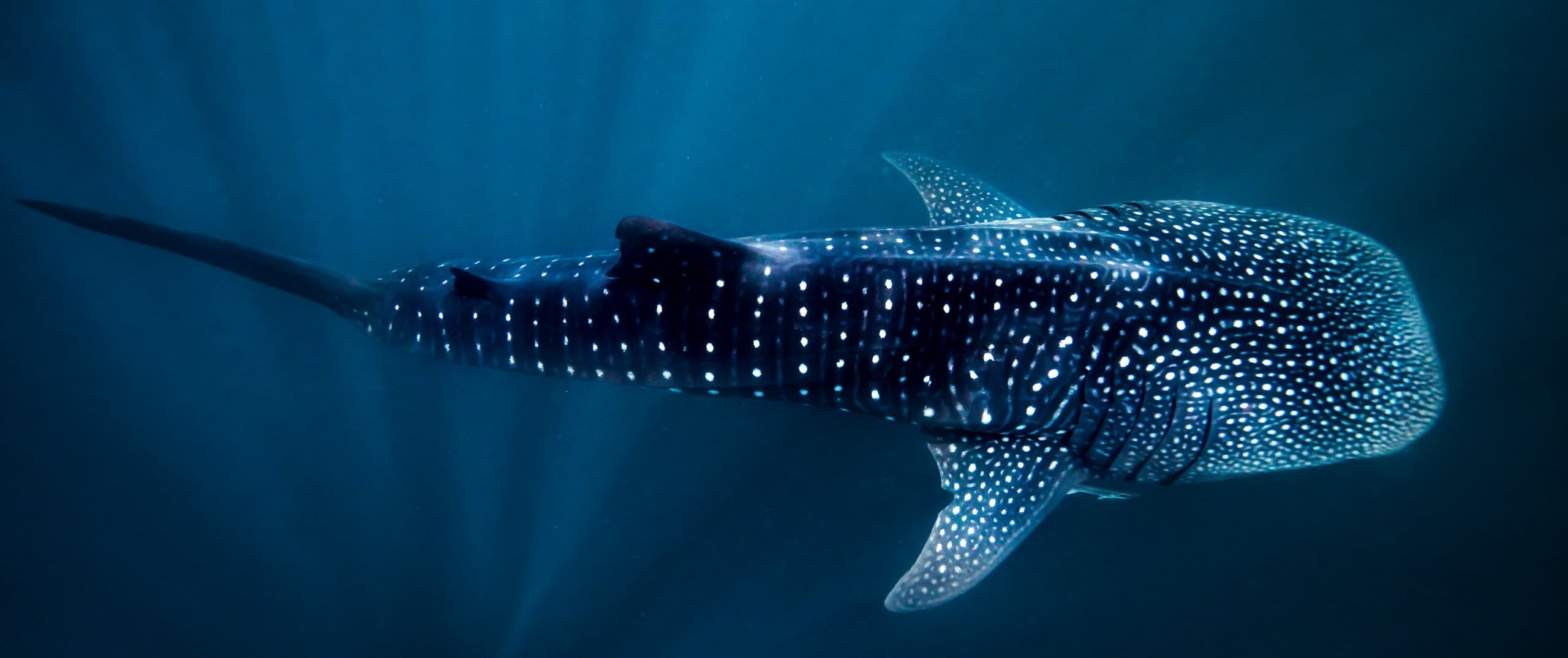 Whale Shark Overland Tour (in French)