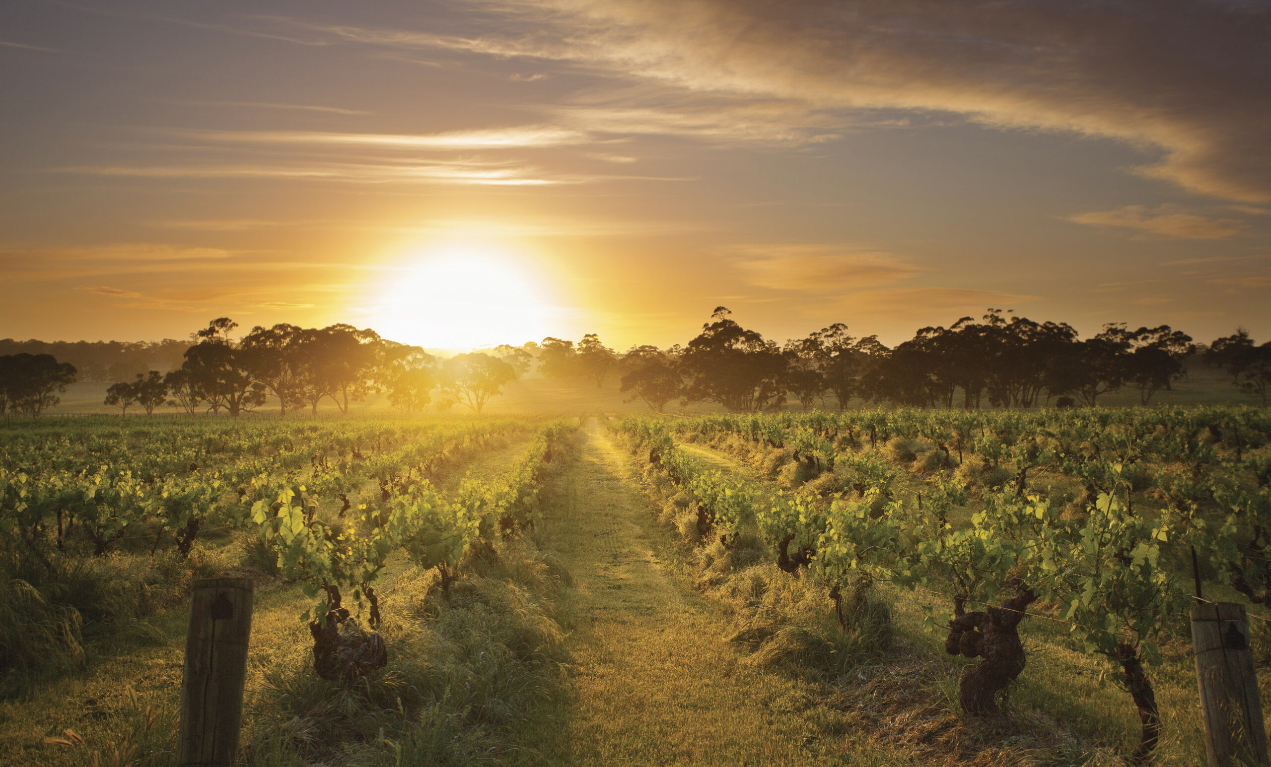 Barossa Valley & Maggie Beer Farm Sightseeing Tour