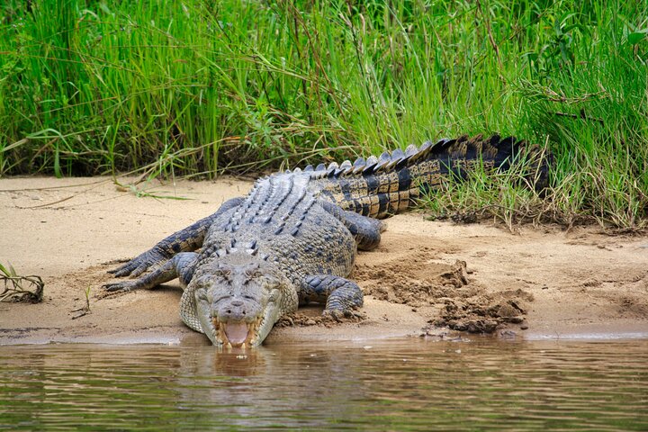 Daintree River Cruise