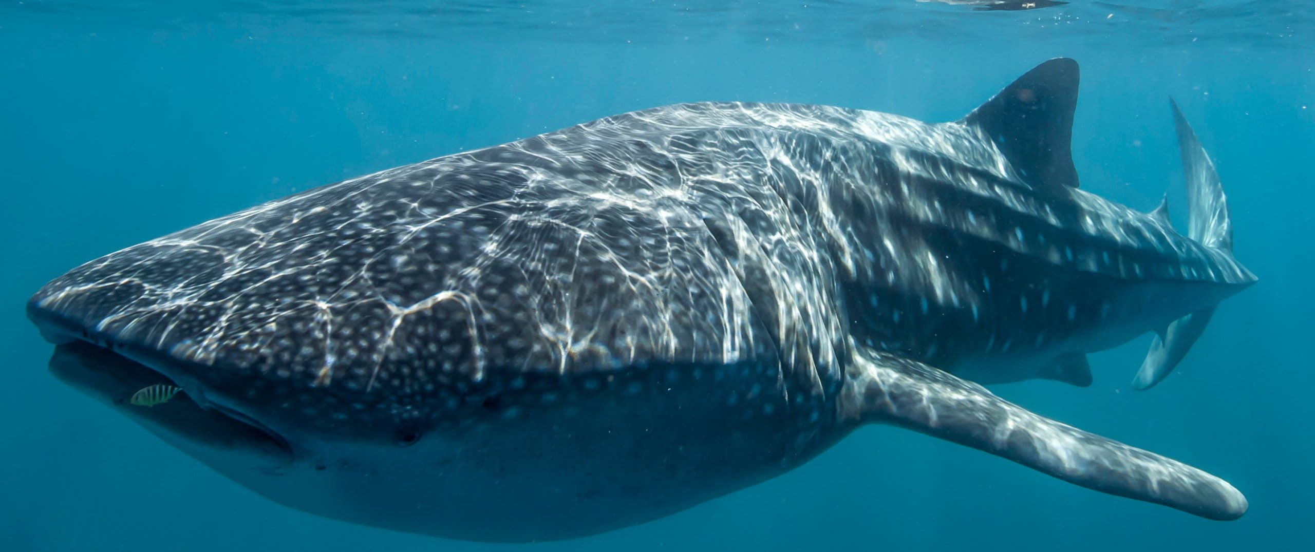 Whale Shark Overland Tour (in French)