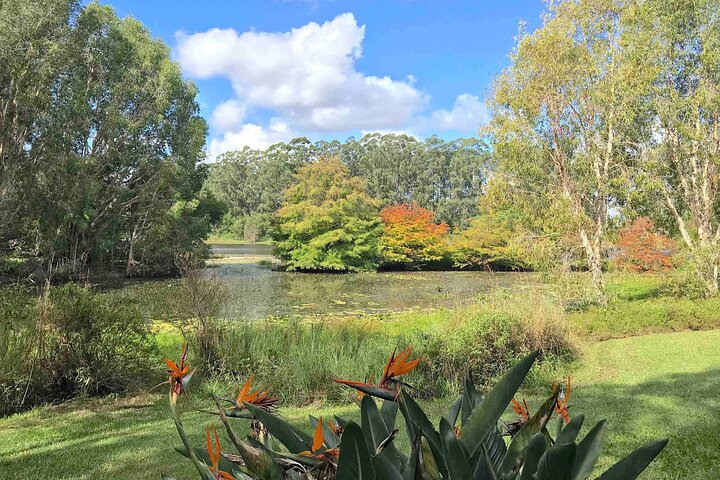 West of Noosa Tour with Lunch, Cooroy, Mt Tinbeerwah, Eumundi