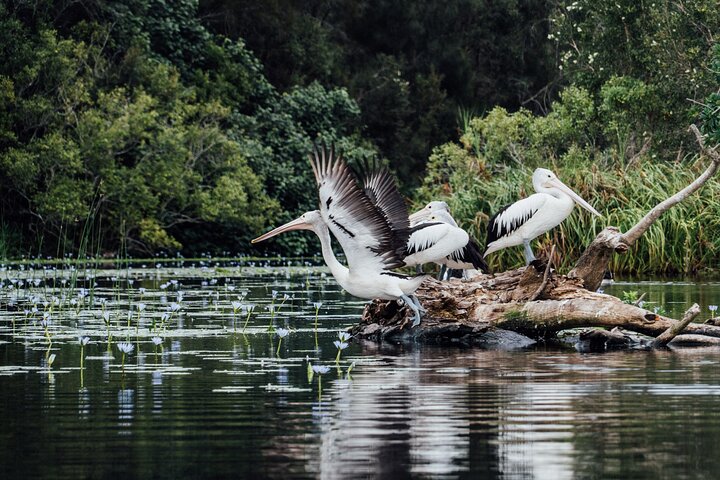 Everglades Explorer