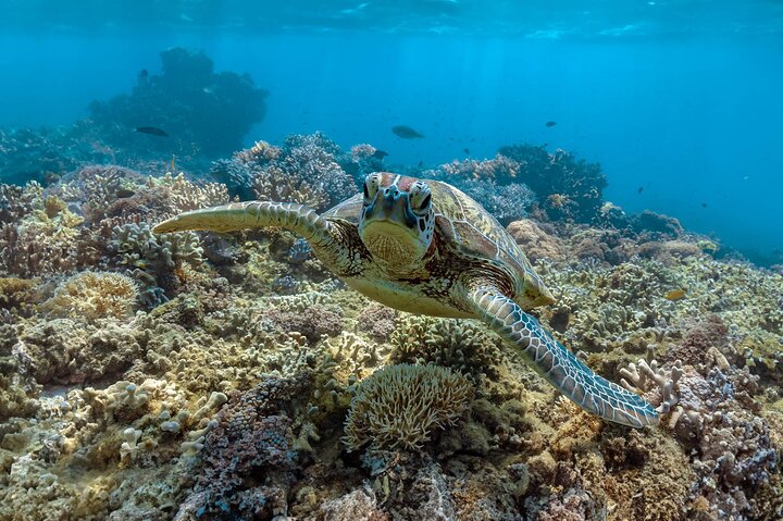 Full-Day Cruise Tour to Frankland Islands Great Barrier Reef