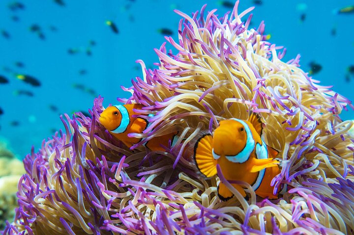 Full-Day Cruise Tour to Frankland Islands Great Barrier Reef