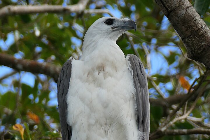 Daintree River Cruise