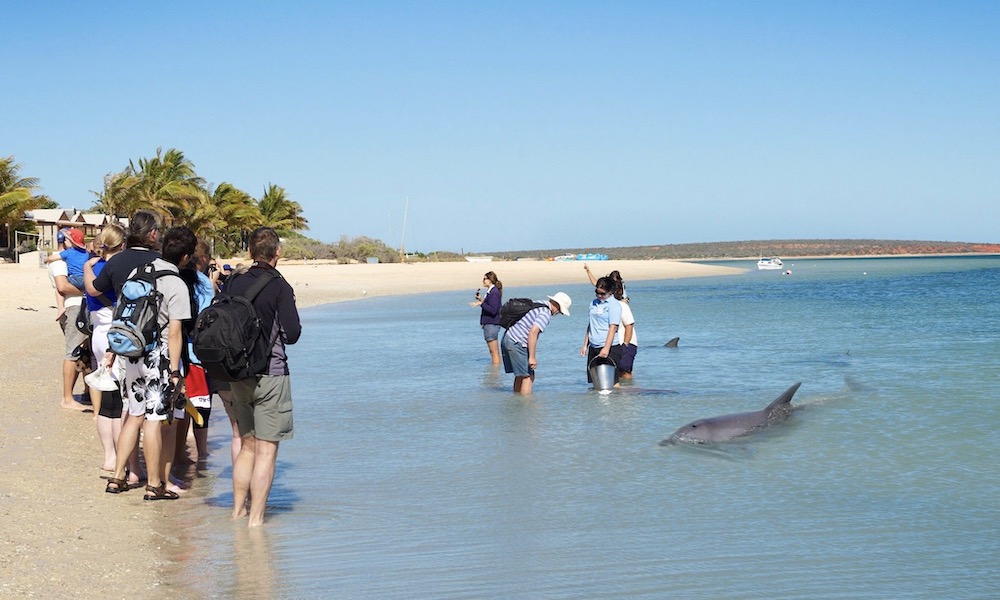 Scenic Flight From Kalbarri To Monkey Mia With A Dolphin Encounter