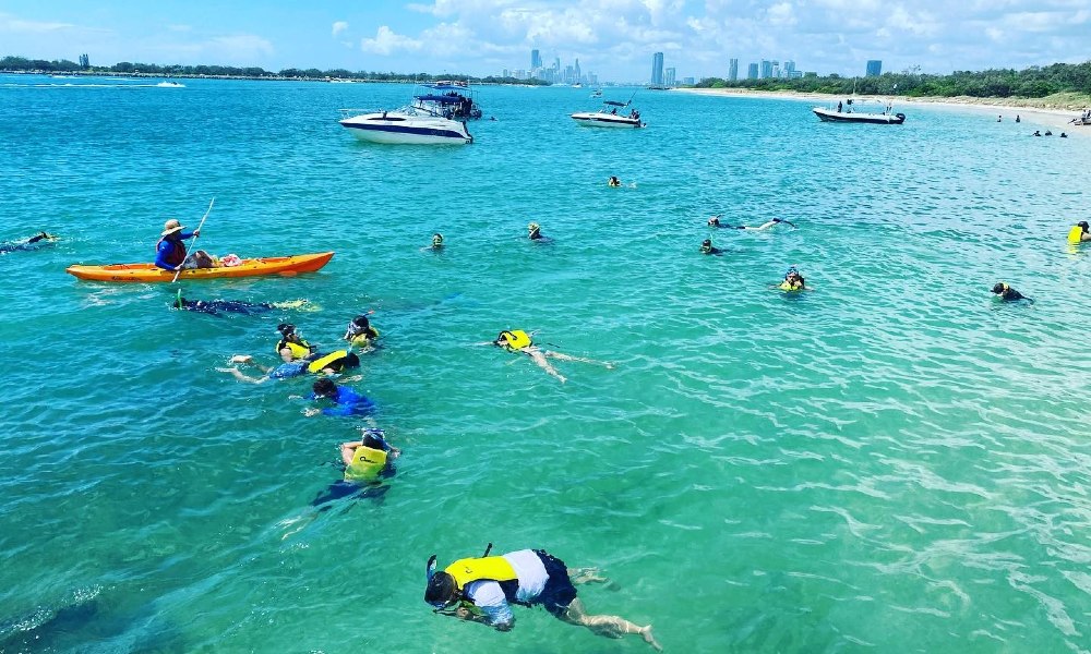 Broadwater Dolphin Kayaking & Snorkeling Tour