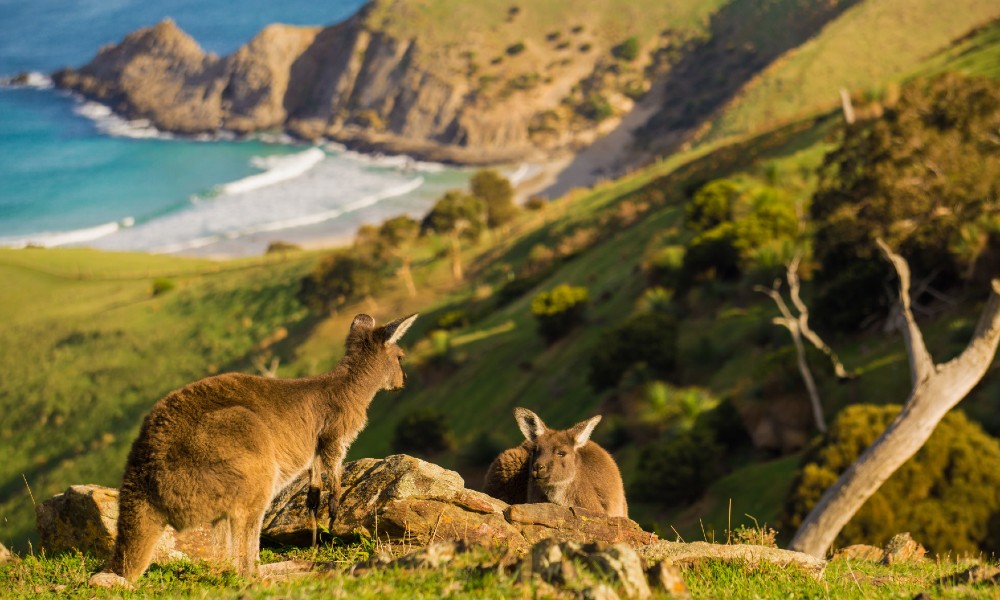 4 Day Southern Ocean Walk From Cape Jervis