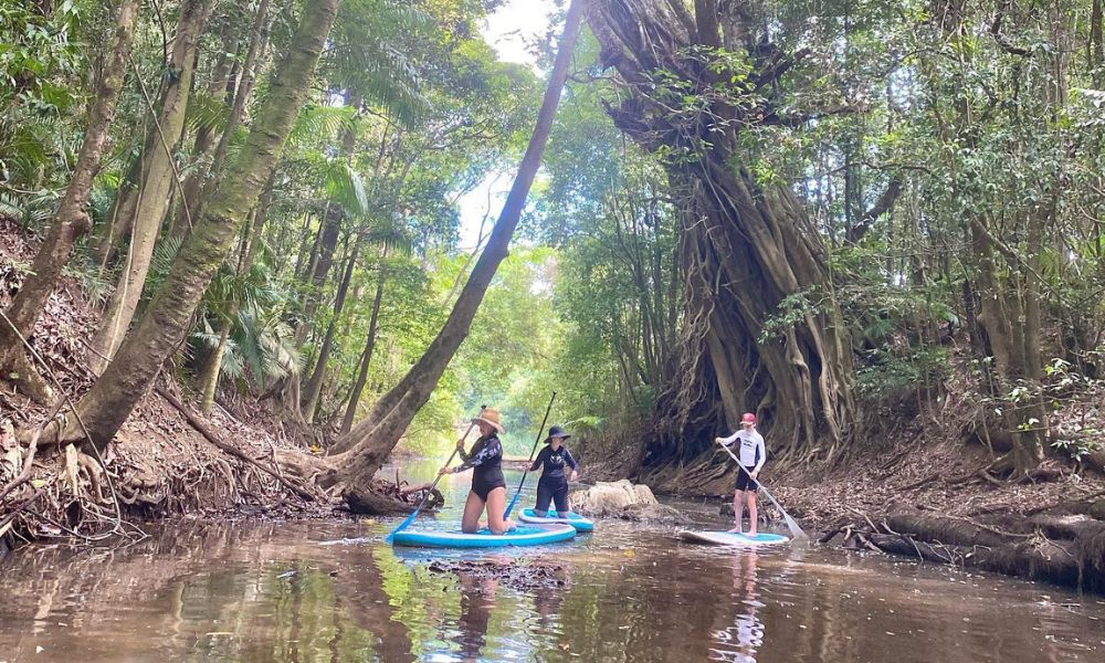 Kuranda Rainforest Stand Up Paddle Tour From Palm Cove