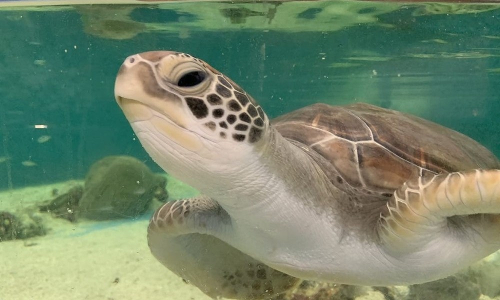 Cairns Aquarium Entry Ticket and Turtle Hospital Tour