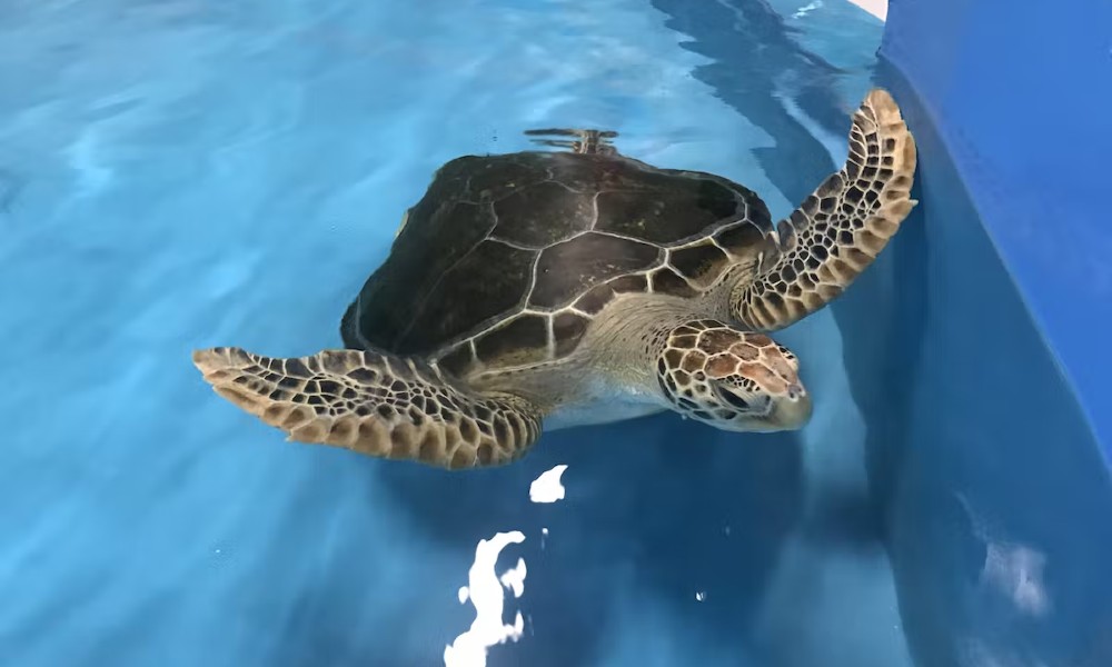 Cairns Aquarium Entry Ticket and Turtle Hospital Tour