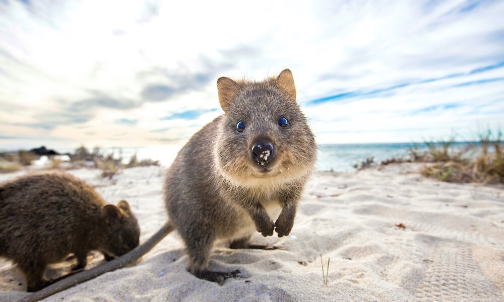 Rottnest Island Round Trip Ferry from Perth