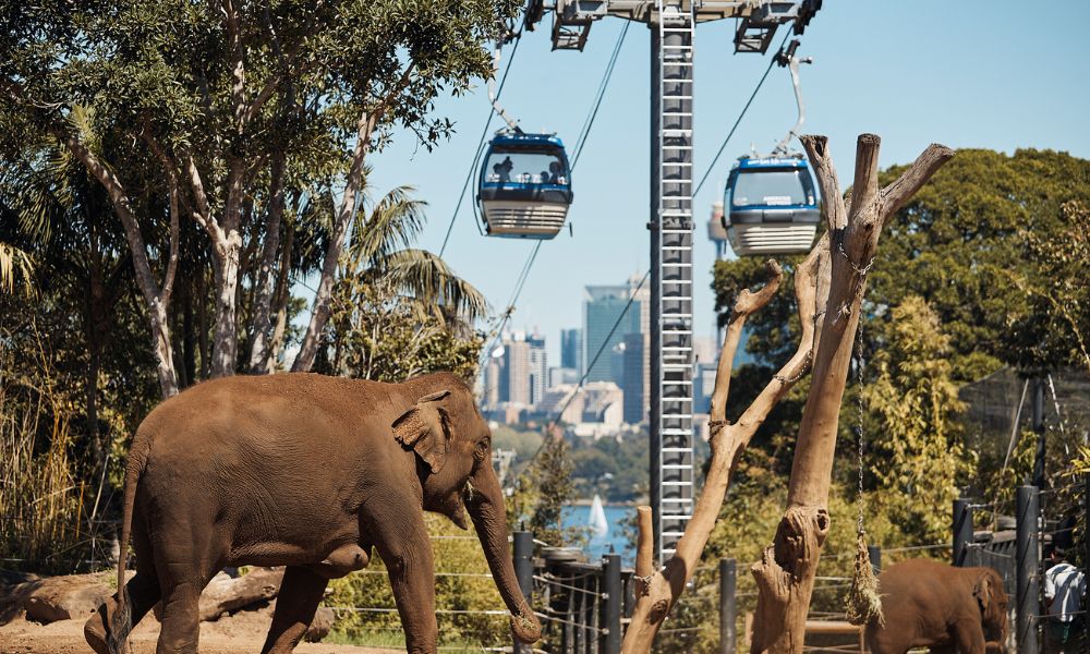 Sydney Harbour Hopper 1 and 2 Day Passes