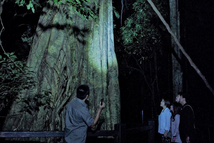 Natural Bridge Glow Worm Cave & World Heritage Eco Tour