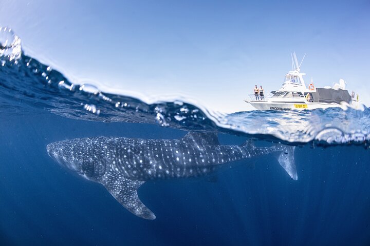 Whale Shark Adventure Tour