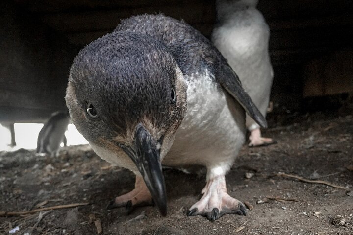 Phillip Island (Penguin Parade and the Nobbies Centre) 1-Day Tour