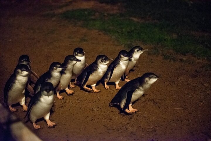 Phillip Island (Penguin Parade and the Nobbies Centre) 1-Day Tour