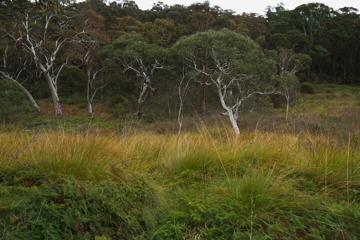 Private Tour Blue Mountains Day Adventure Wildlife + River Cruise