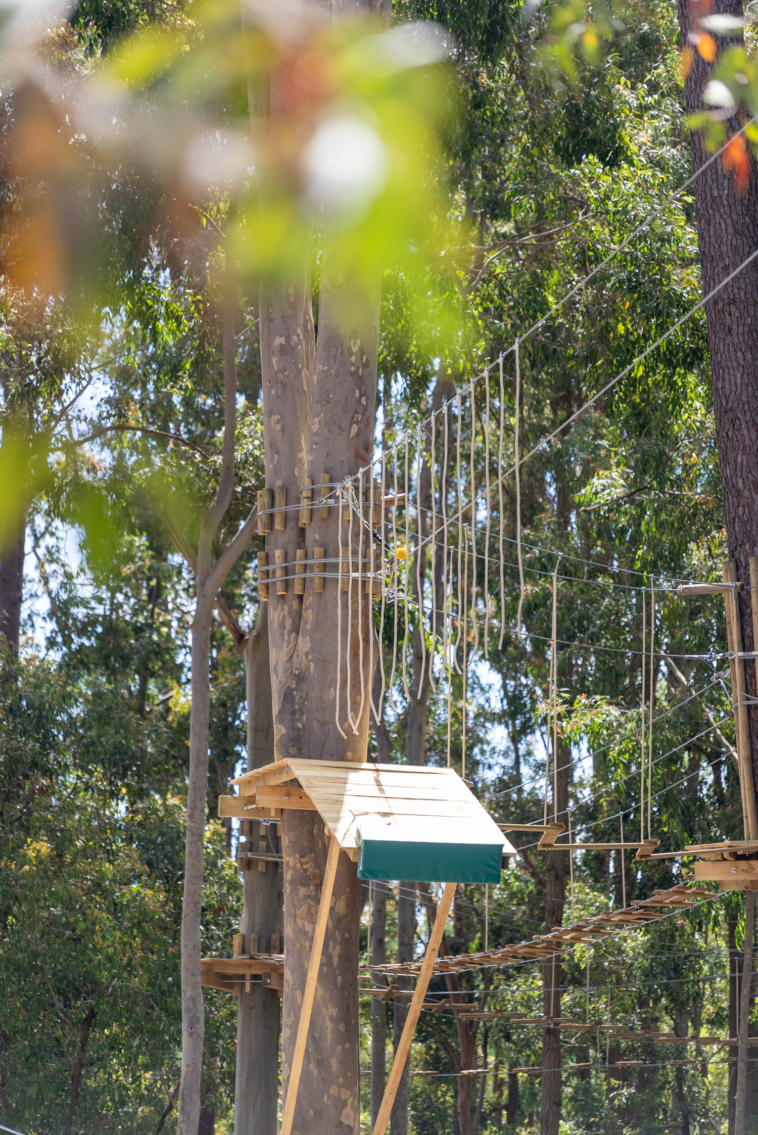 TreeClimb Kuitpo Forest - Grand Course