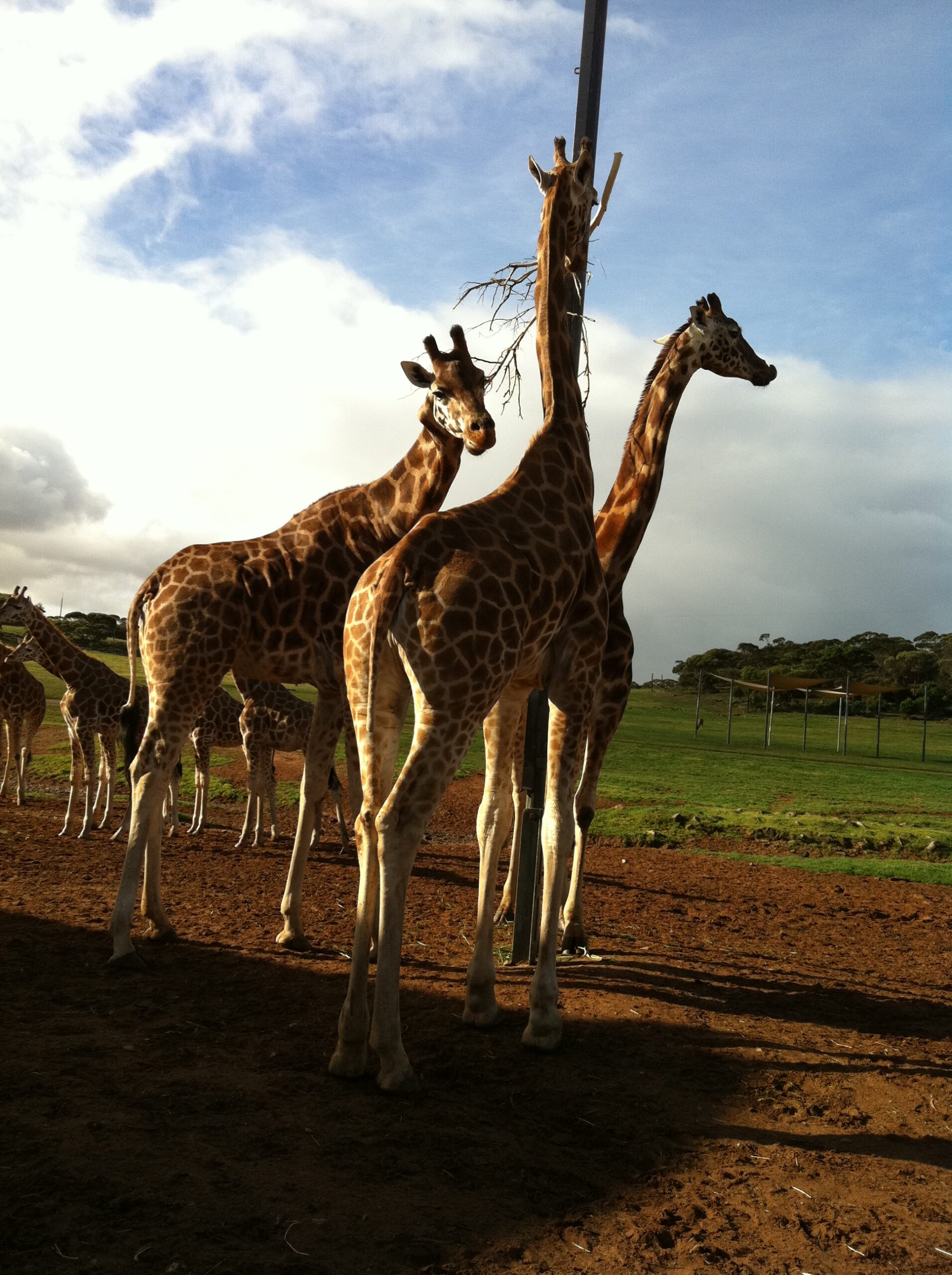 Monarto Zoo & Adelaide Hills/Hahndorf Tour