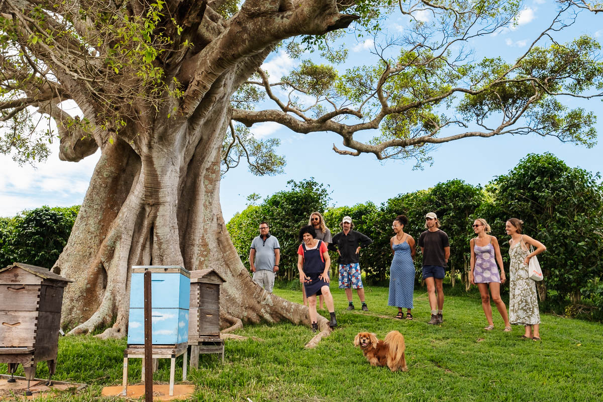 Byron Hinterland Paddock to Plate (Public Tour)