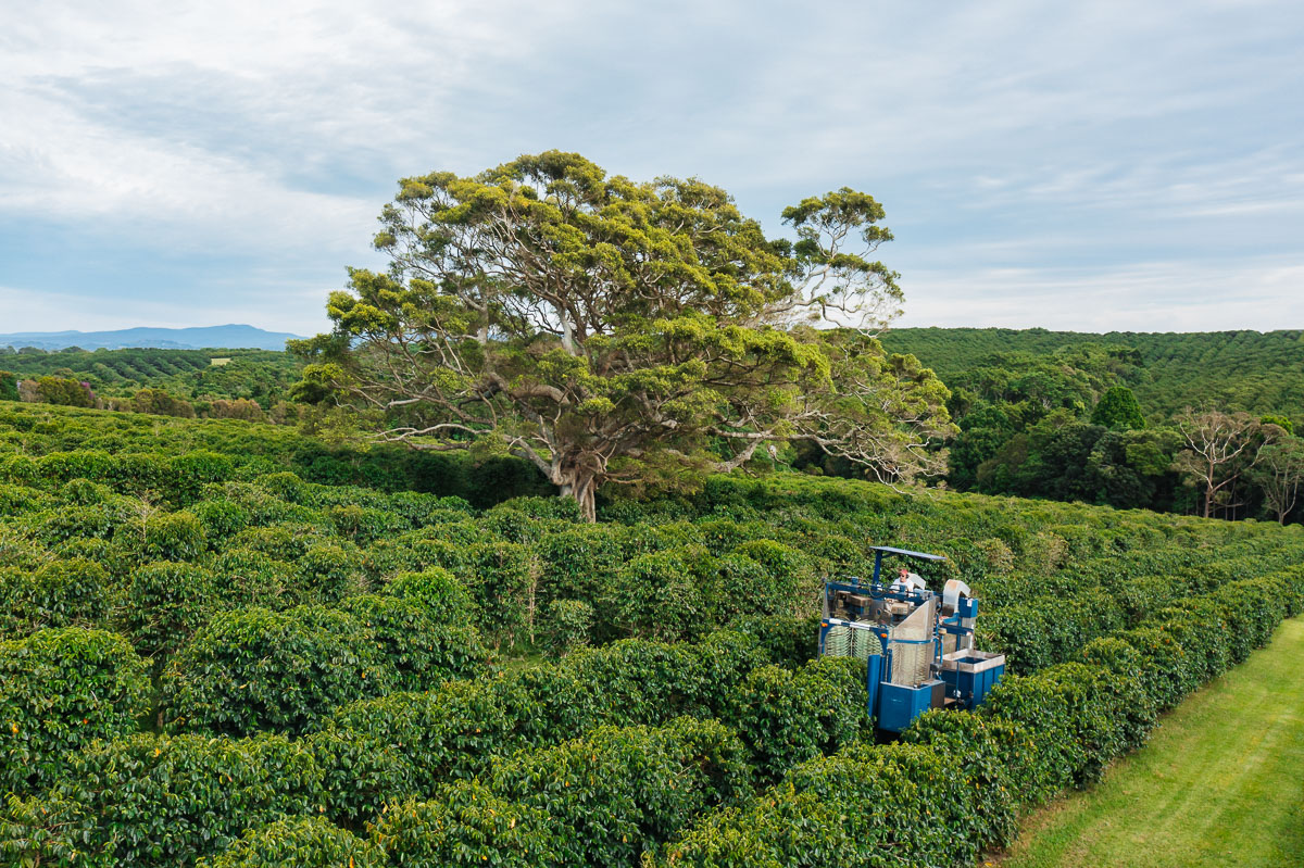 Byron Hinterland Paddock to Plate (Public Tour)