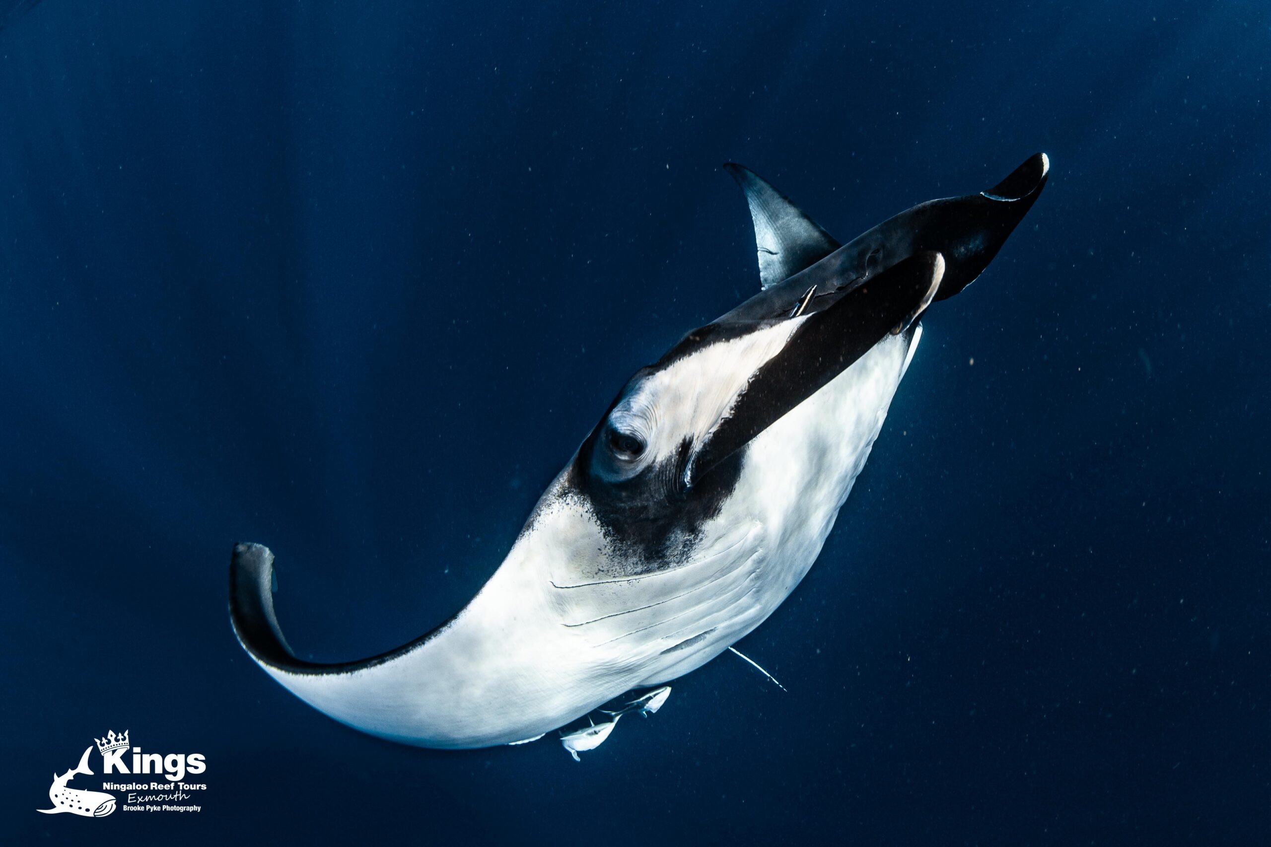 BOOKEASY 2025 Whale Shark Snorkelling Adventure Tour (APR-JUL)