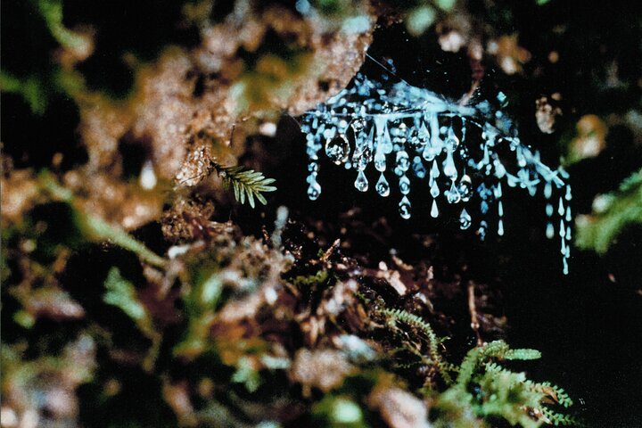 Natural Bridge Glow Worm Cave & World Heritage Eco Tour