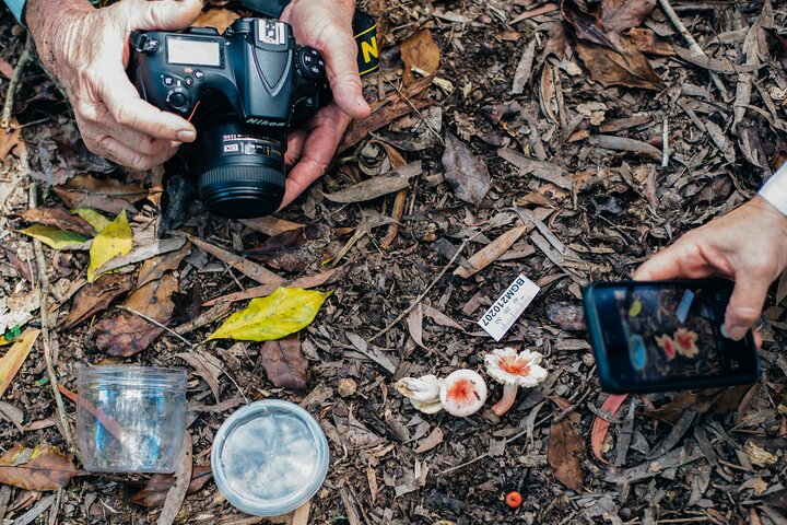 2-Hour Mushroom Photography Activity in Cairns Botanic Gardens
