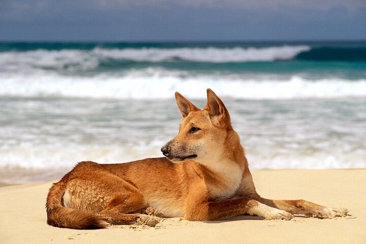 Discovery K’gari (Fraser Island) Day Tour – From Rainbow Beach