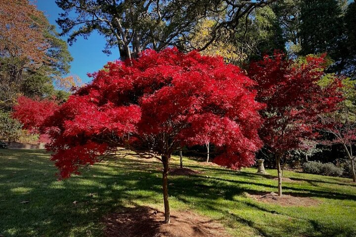 Blue Mountains Private Tour with Autumn Colors