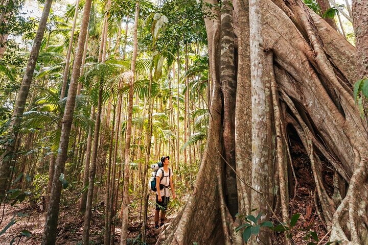 Country Drive in Sunshine Coast Hinterland Guided Tour with Lunch