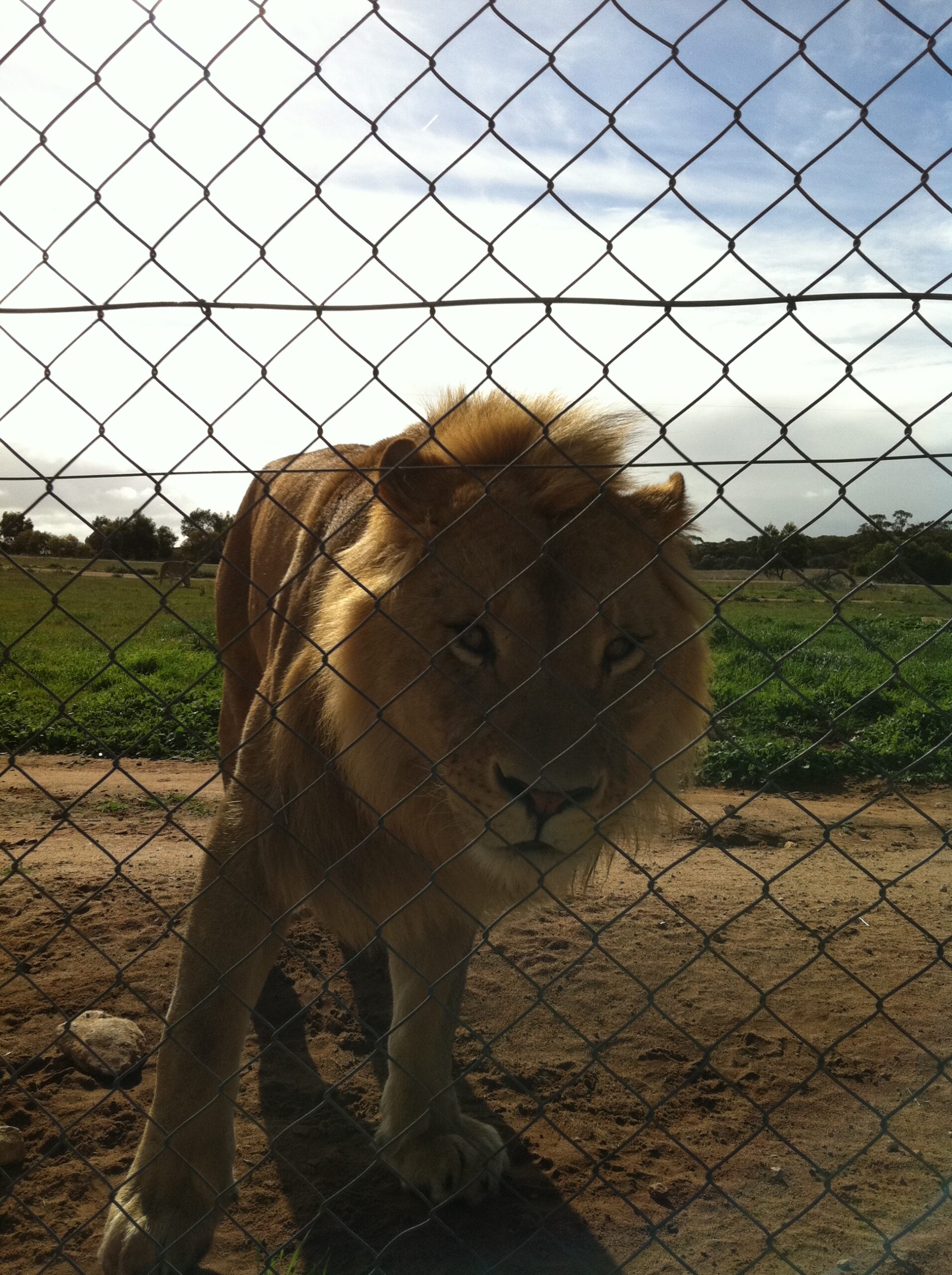 Monarto Zoo & Adelaide Hills/Hahndorf Tour