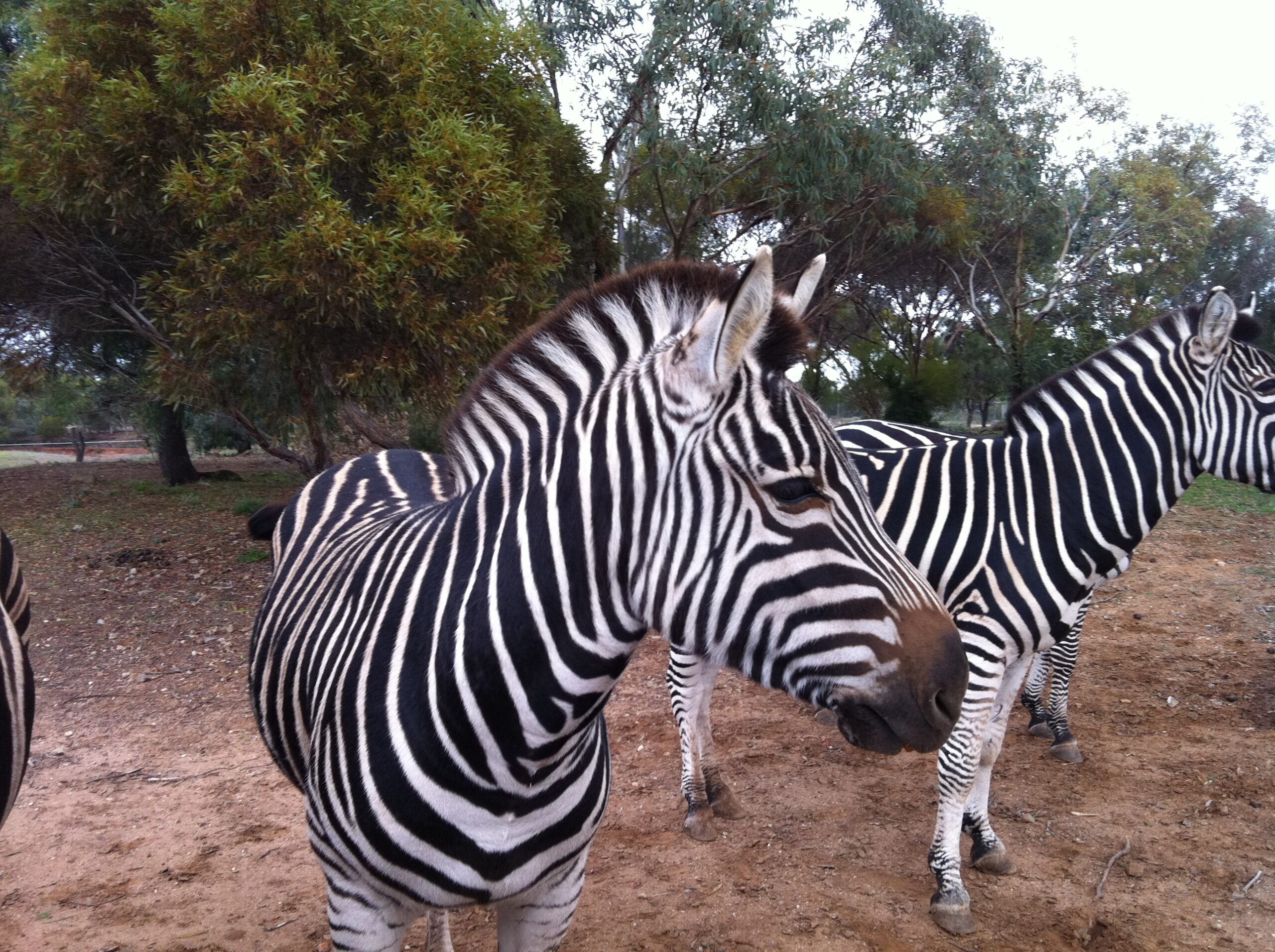 Monarto Zoo & Adelaide Hills/Hahndorf Tour