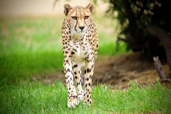 Cheetah Encounter at Werribee Open Range Zoo